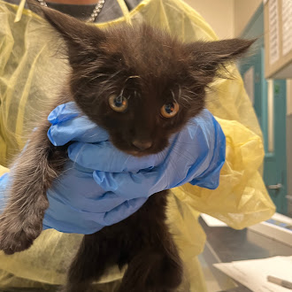 Black kitten held by gloved hands in a yellow protective gown at a veterinary clinic