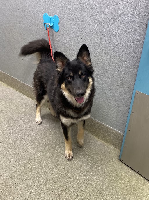 Black and tan German Shepherd mix on a red leash standing near a gray wall, looking at the camera.