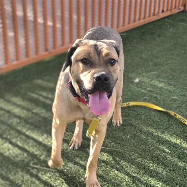 Friendly tan dog with pink tongue hanging out, standing on artificial grass with a yellow leash nearby on a fenced area.