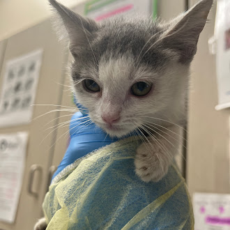 Small gray and white kitten being gently held in a gloved hand, veterinary clinic setting in the background.