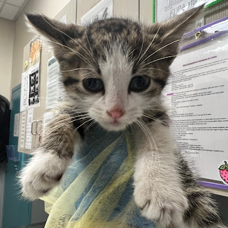 Young gray-and-white tabby kitten looking at the camera, paws resting on a pastel towel being held up indoors.
