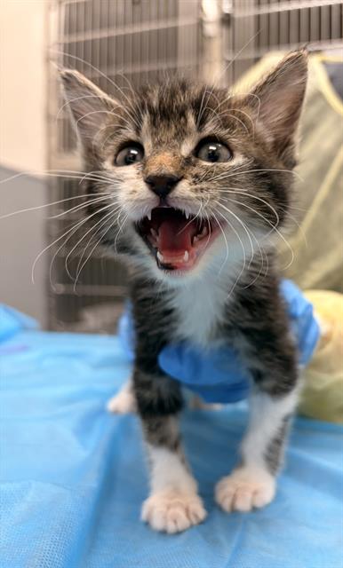 Curious kitten with mouth open, wearing a blue wrap, standing on a blue sheet in a veterinary clinic.