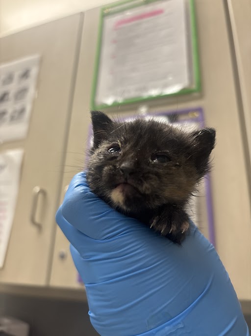 Tiny black kitten held in a blue-gloved hand at a veterinary clinic.
