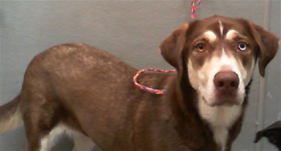 Brown dog with white face, wearing a braided leash, standing indoors and looking at the camera.