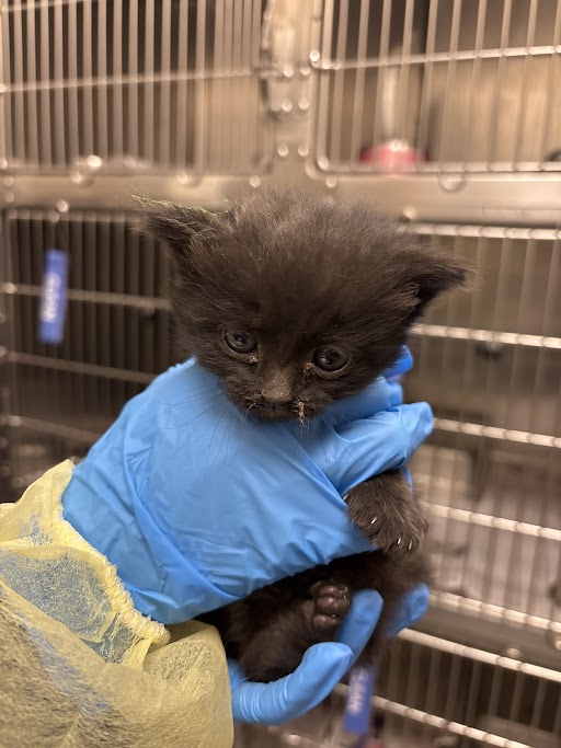 Tiny black kitten held gently in blue gloves in front of a metal cage at a shelter or clinic.