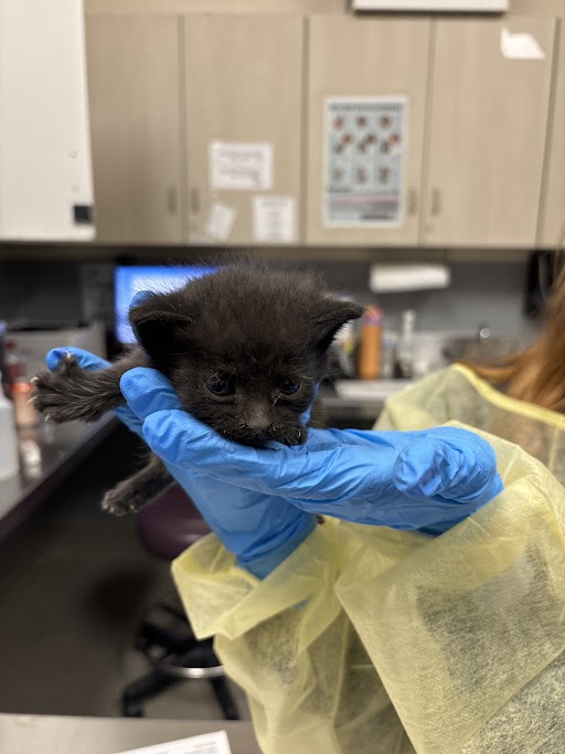 Tiny black kitten held gently in a blue-gloved hand inside a veterinary clinic.