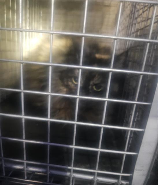 A fluffy cat behind metal cage bars, eyes looking forward, inside a kennel or enclosure in a shelter or veterinary facility