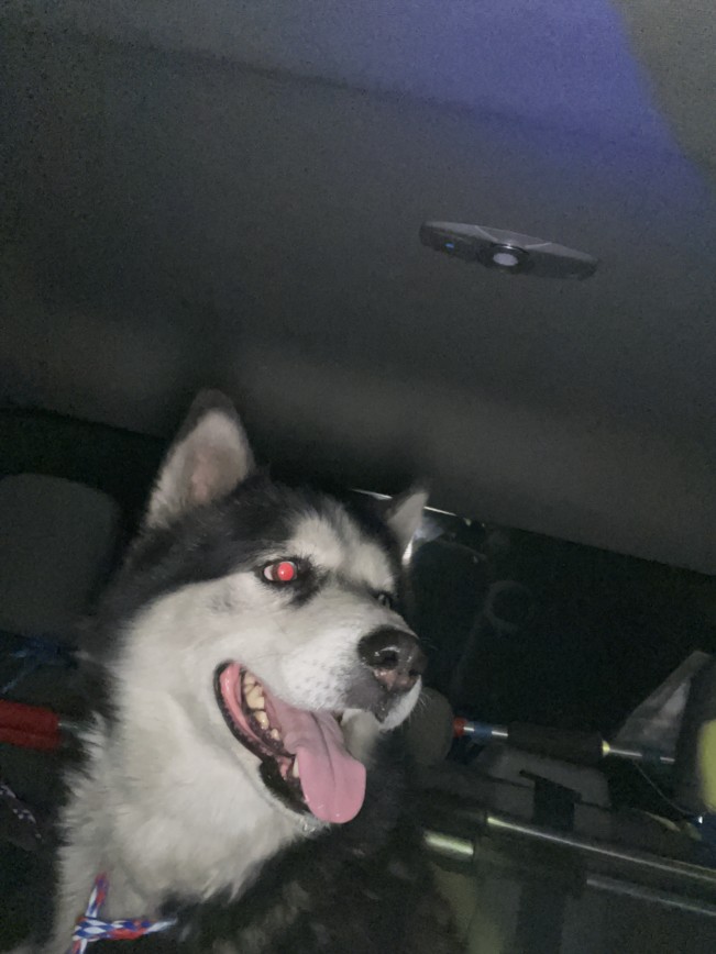 Husky dog in a car with mouth open and tongue out, red-eye flash visible from camera.