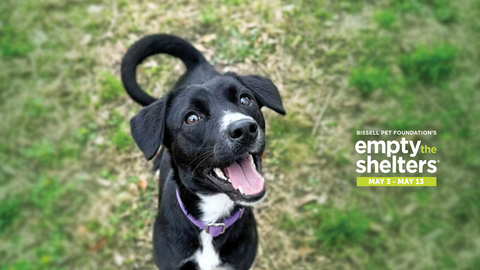 Black dog with a purple collar looking up in a grassy area; promotional banner for Bissell Pet Foundation's Empty the Shelters (May 3–13).