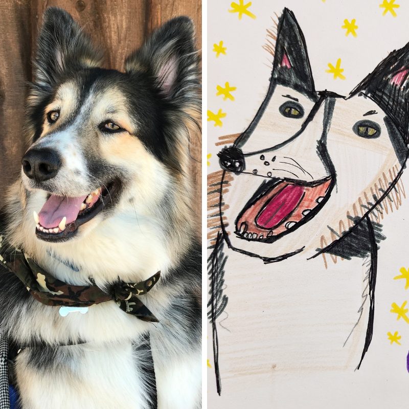3 - The Animal Foundation