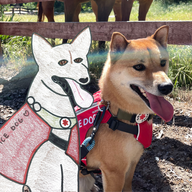 Poorly Drawn Pets 2026 - The Animal Foundation
