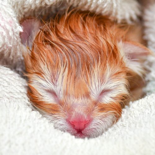0-2 Weeks - The Animal Foundation