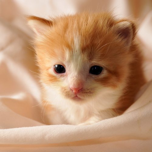 - The Animal Foundation