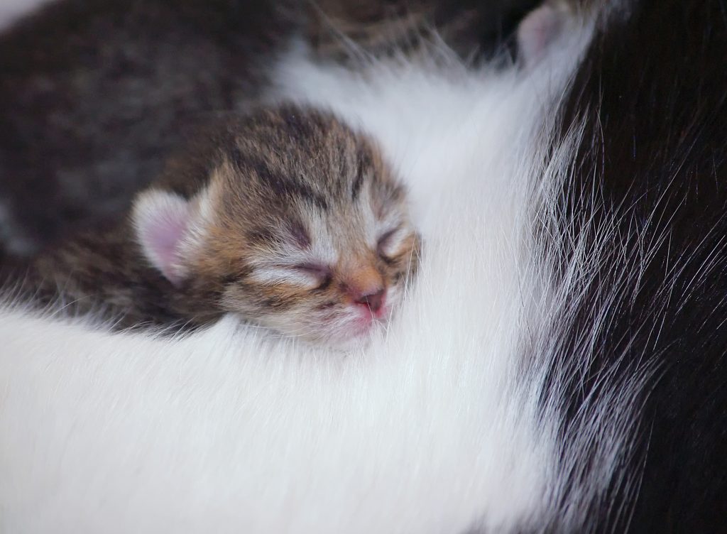 Tiny cute kitten sleeps in a fur mom - The Animal Foundation