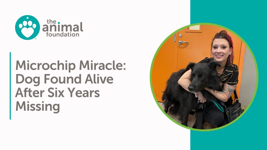 Microchip Reunion - June 2026 - The Animal Foundation