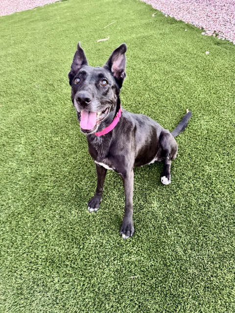 Ally2 - The Animal Foundation