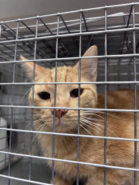 A1442502 - The Animal Foundation