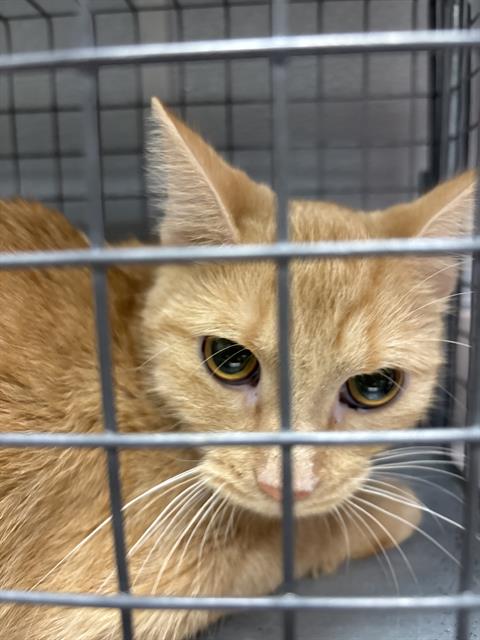 A1442487 - The Animal Foundation