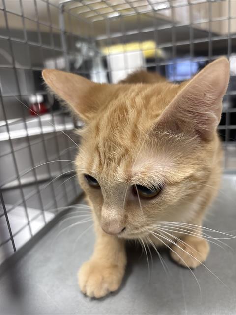 A1442505 - The Animal Foundation