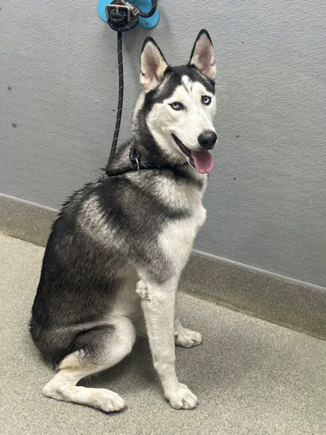 A1442893 - The Animal Foundation