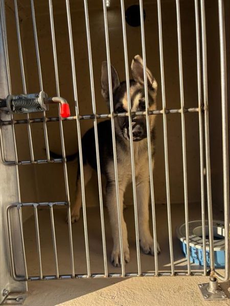 A1443072 - The Animal Foundation
